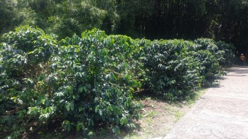 Conforme avanzábamos en la ruta, veíamos el cultivo del café en todos sus procesos desde su producción en viveros, cosecha, procesamiento y almacenamiento.